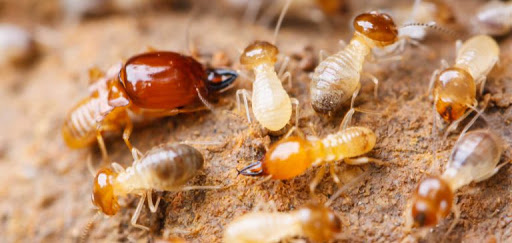 Termite Control