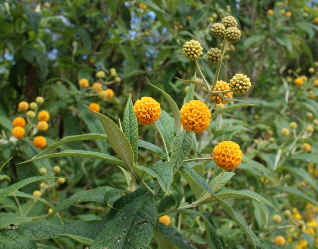 Buddleja Globosa