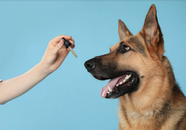 best cbd for dogs
